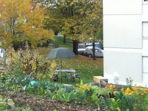 Jardins collectifs et précarité alimentaire