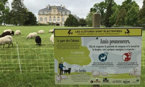brebis devant un château