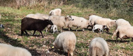 Une partie du troupeau de brebis au parc du Loret, à côté de leur base-vie hivernale de Triboulet à Cenon