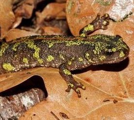 Gestion écologique, des effets positifs