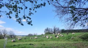 les brebis du parc  des coteaux au parc Rozin