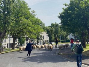 transhumance Carriet