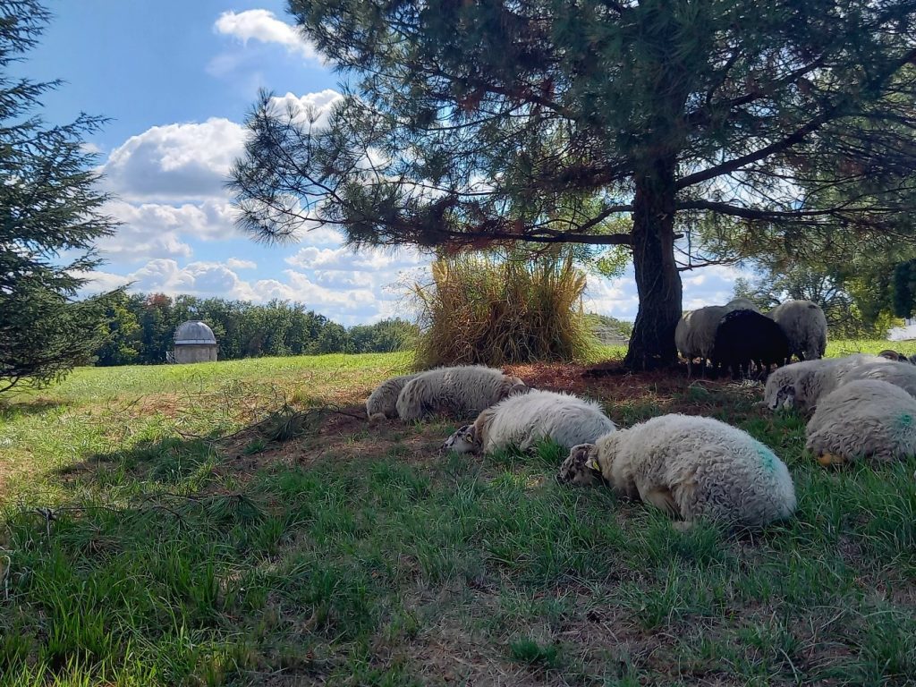 les brebis font la sieste à l'Observatoire de Floirac