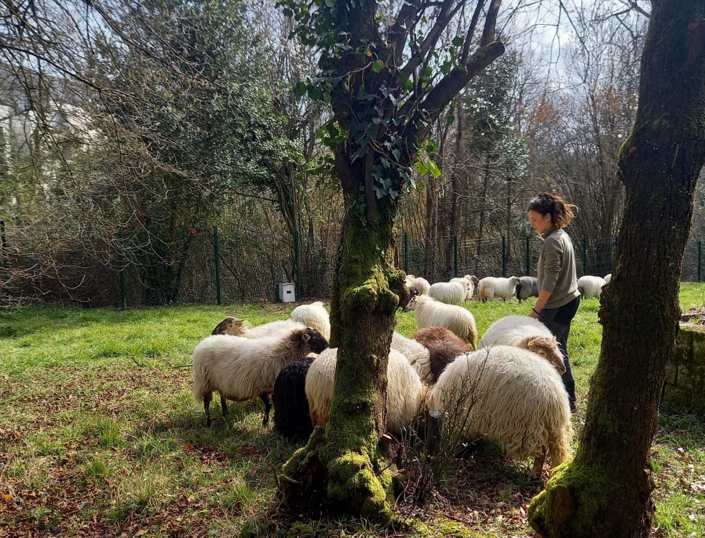 Suzanne Lefort, bergère entourée de ses brebis à l'Observatoire de Floirac
