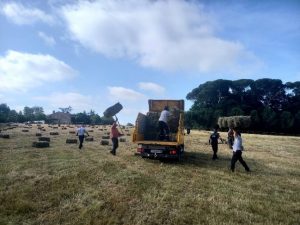 Les jardiniers de Floirac à la Burthe ramassant les bottes de foins
