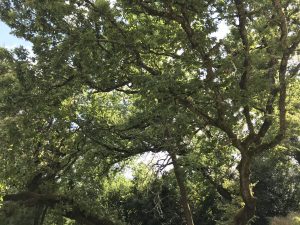 Un des chênes remarquables du parc Palmer à Cenon