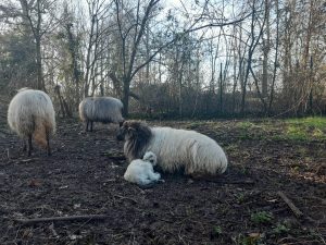 un agneau et sa maman