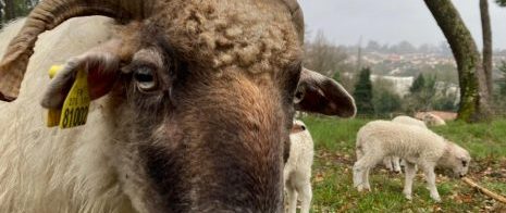 une brebis en premier plan, deux agneaux au second plan