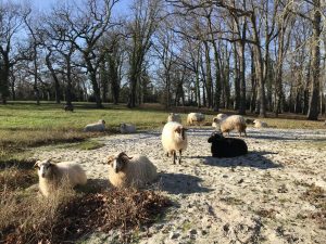 Arrivée_Brebis_Séguinaud6