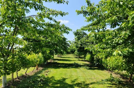 Arbres fruitiers et solidarités alimentaires