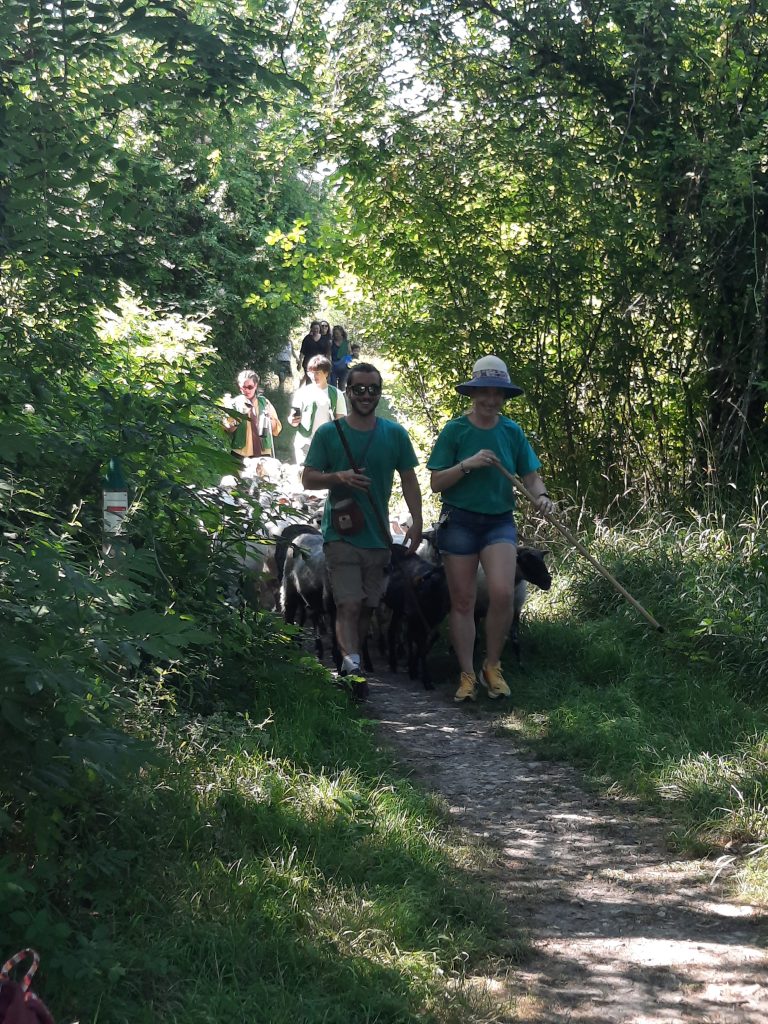 RDV avec les brebis du parc des Coteaux