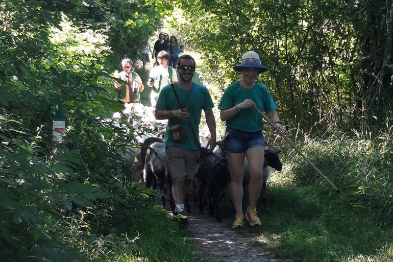 RDV avec les brebis du parc des Coteaux