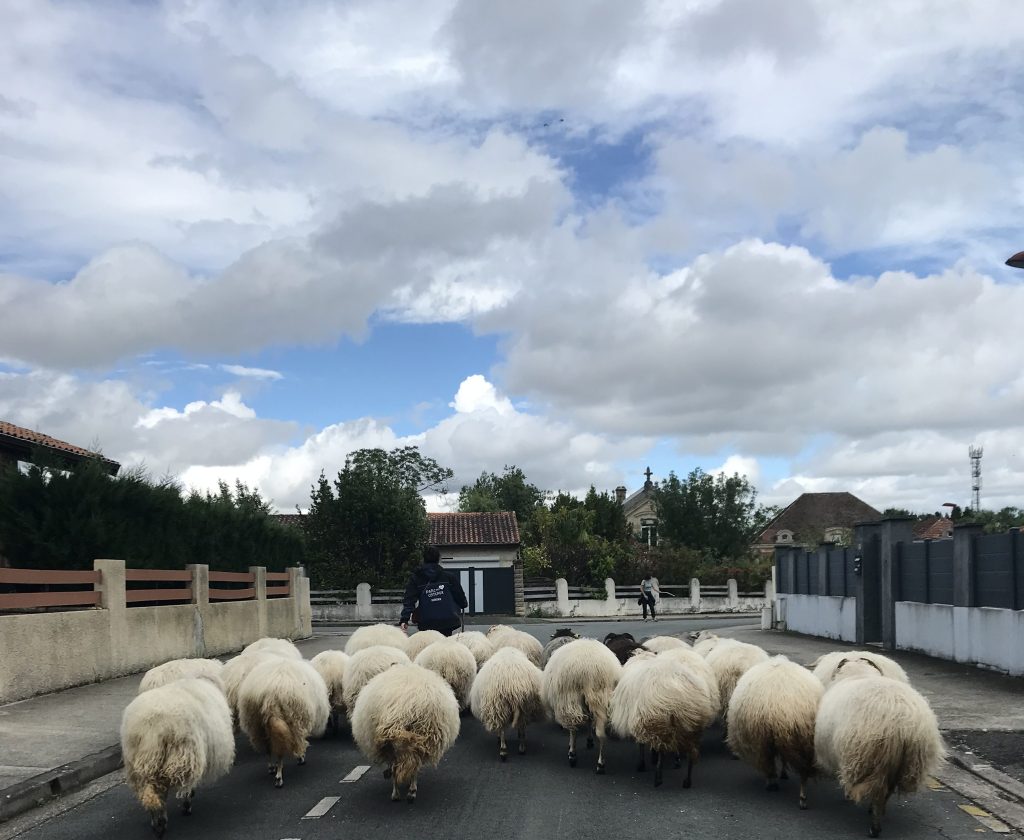 les brebis du parc des Coteaux suivent leur berger dans les rues de Bassens