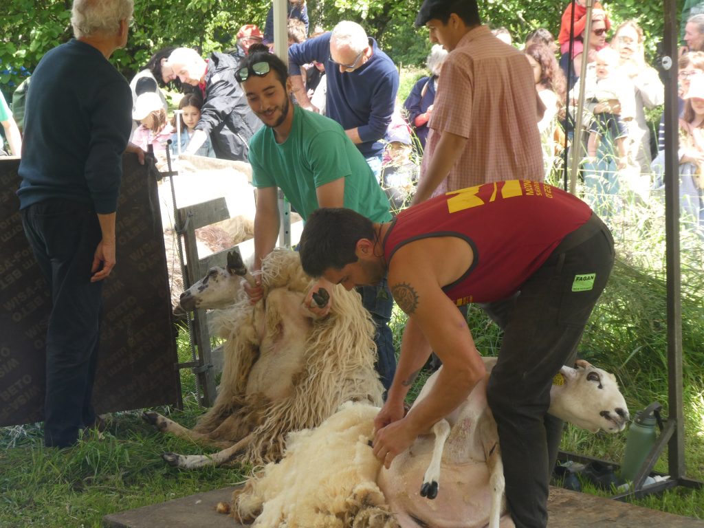 tonte festive au domaine de Sybirol - Floirac 2026