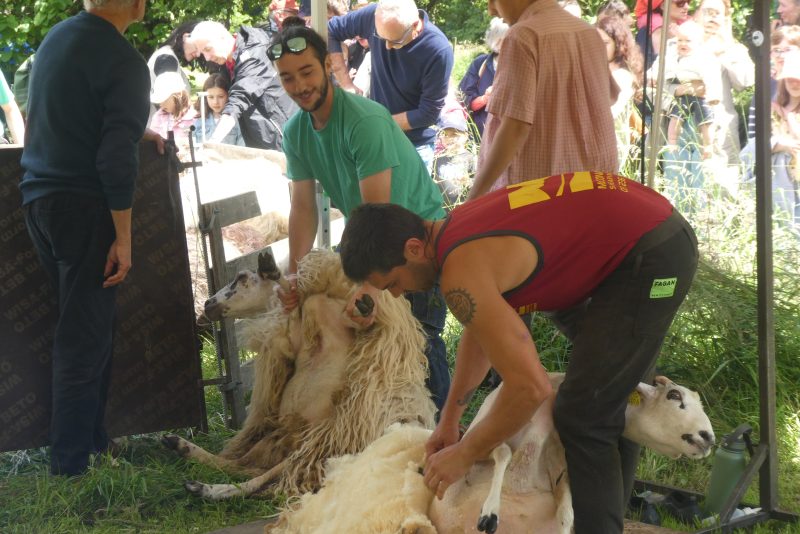tonte festive au domaine de Sybirol - Floirac 2026